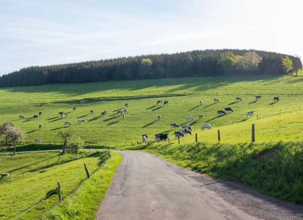 Flowering meadow with cattle in a rural landscape view