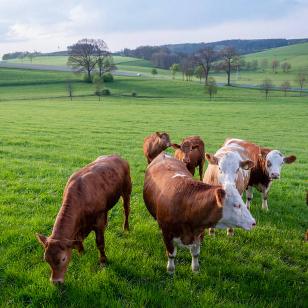 istock green meadows and cows at sunset in german sauerland 2155744123