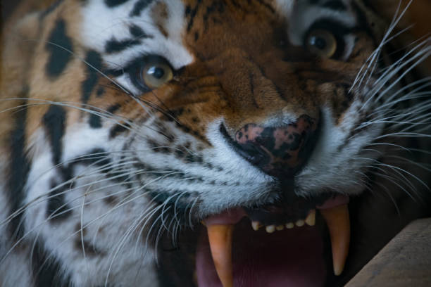 Extreme close-up portrait of aggressive Siberian tiger (or Amur tiger, subspecie Panthera tigris tigris) animal. Soft focus. Danger beauty in nature theme.