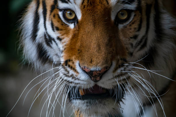 Siberian tiger portrait