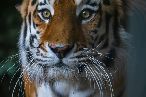 istock Siberian tiger portrait 2155744155