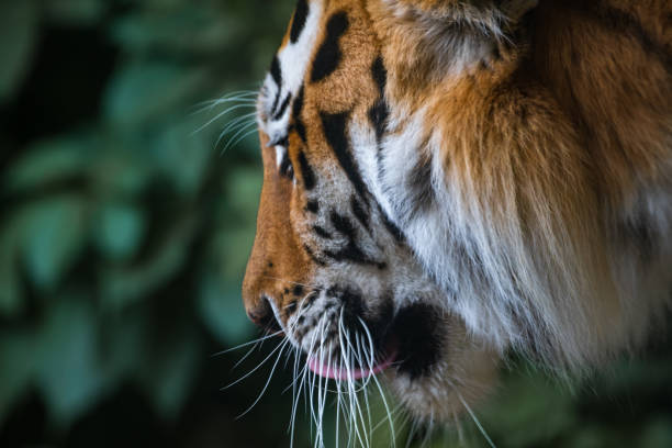 Amur tiger at a zoo