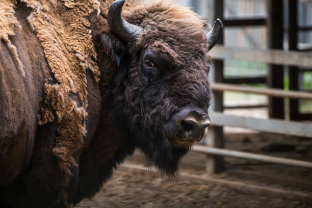 Bison on a warm summer day. Wild animal
