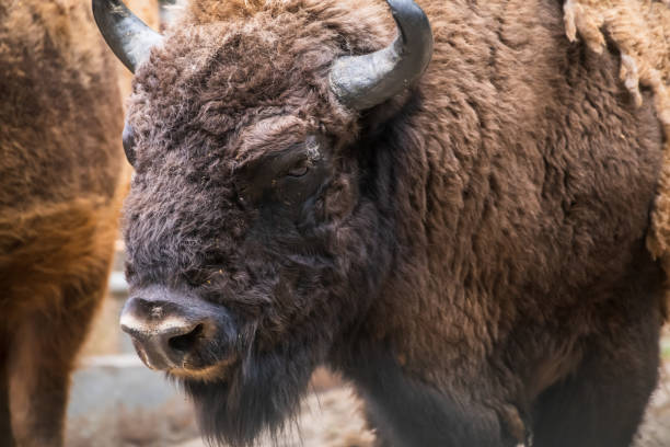 istock Head of European bison 2155744182