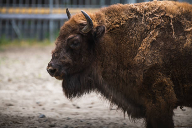Bison