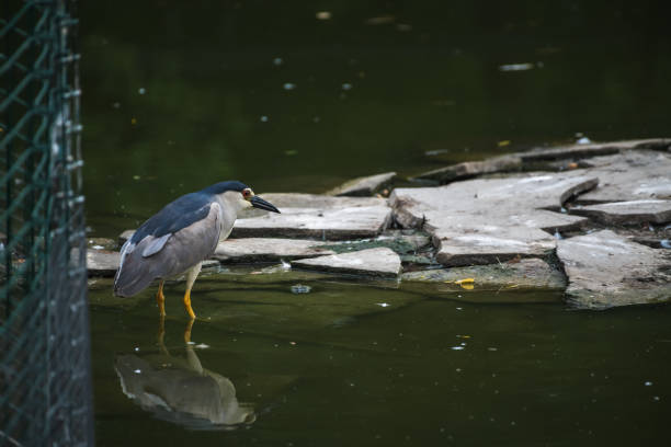 istock night heron fishing on lake 2155744233