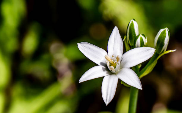 istock Star-Of-Bethlehem Flower 2155745967