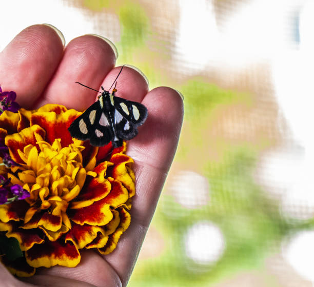 Close-up of an eight-spotted forester owlet moth that is collecting nectar from the flowers being held in a human hand on a warm summer day in June.