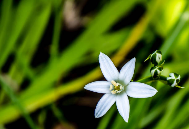 Close-up of a white garden star-of-bethlehem flower that is growing in the tall grass on a warm summer day in June.