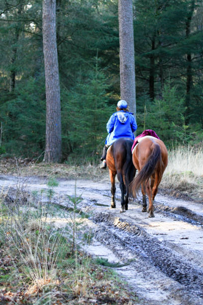 Hoenderloo, Netherlands – February 2nd, 2014: A woman rides a horse through the forest. She has a second saddled but unridden horse on her reins.