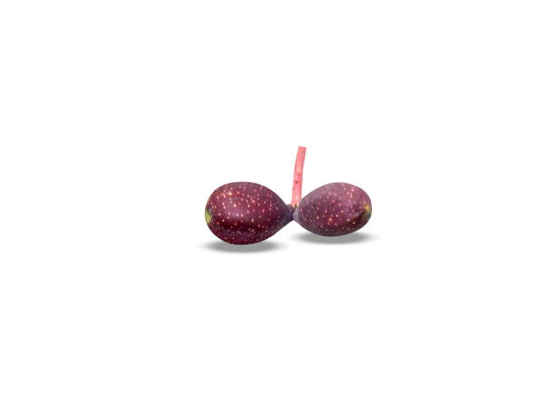 terminalia chebula ripe fruits on white background