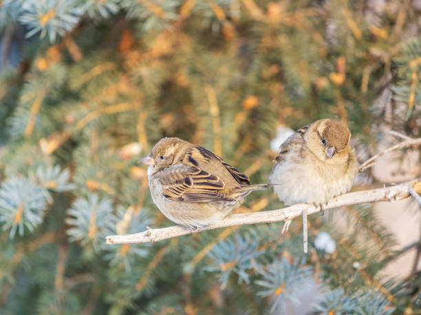 istock Two Sparrows sits on a branch without leaves. 2155749034