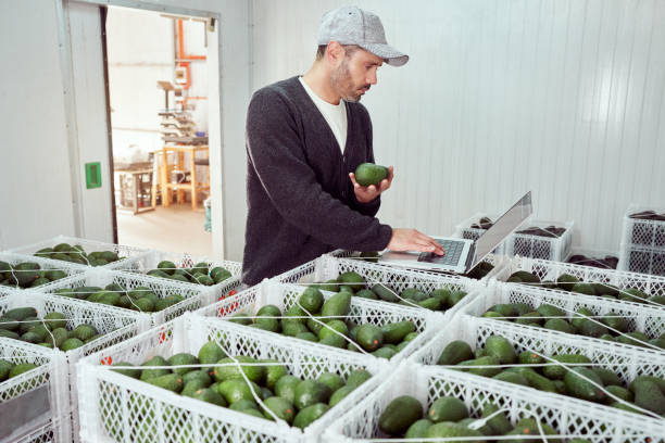 small avocado Hass business owner using a laptop in refrigerator or warehouse, inspection inventory concept