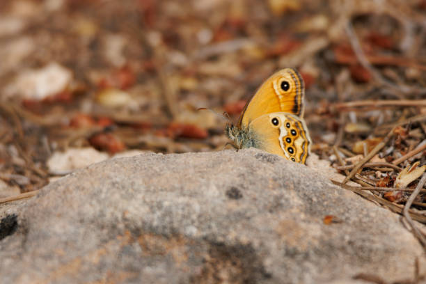 Coenonympha butterfly on stone in pine forest of Alcoy, Spain