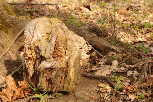 A tree stump with a hole in the ground. Outdoor. Grass. Ground. Rock. Dirt