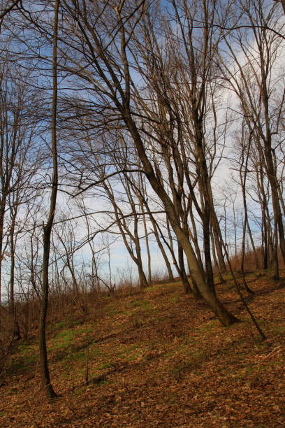 A group of trees in a field. Tree. Outdoor. Grass. Plant. Forest
