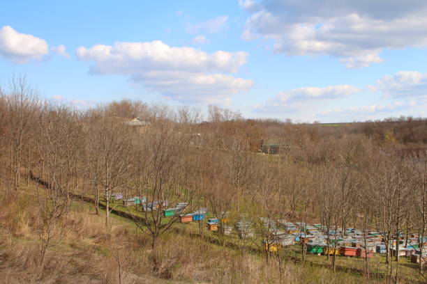 A field with trees and houses. Outdoor. Grass. Sky. Field. Colorful