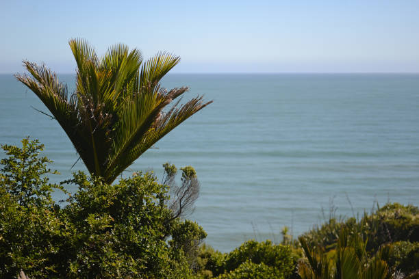 A nikau palm overlooks the Pacific Ocean near Point Elizabeth on New Zealand's West Coast