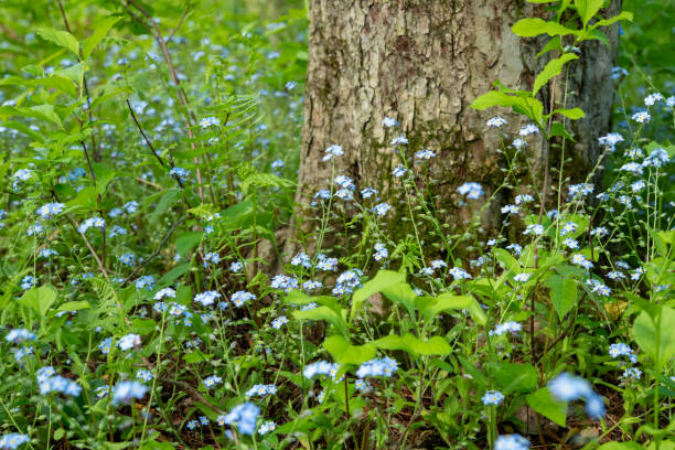 The plants along the trail during the Fall in Hartshorne Woods Park in New Jersey.