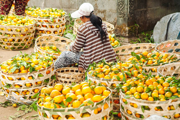 Woman harvesting mandarins in Bali, Indonesia, January 13, 2008