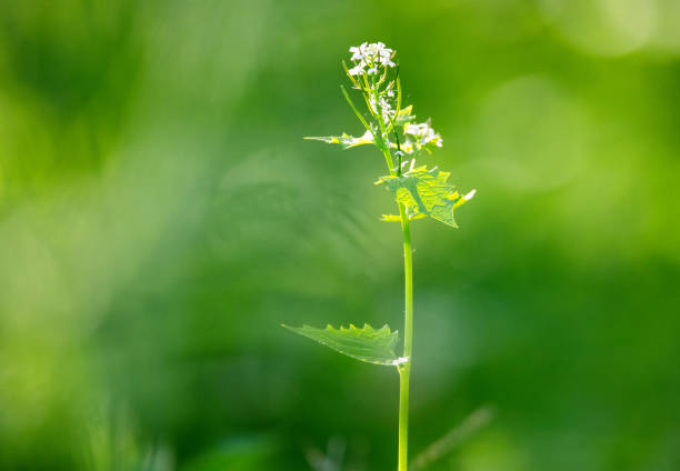 Pictures from the Swedish nature during the month of May in southern Sweden. Birds, buds, signs of spring, flowers, landscapes, fallow deer, deer, hares and mood pictures.