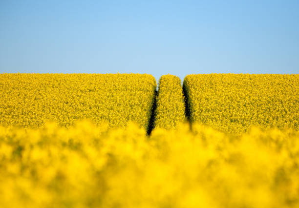 Pictures from the Swedish nature during the month of May in southern Sweden. Birds, buds, signs of spring, flowers, landscapes, fallow deer, deer, hares and mood pictures.
