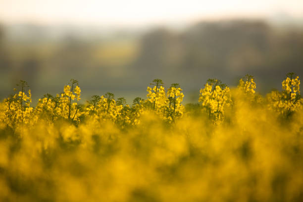 yellow rape field spring agricultural scene