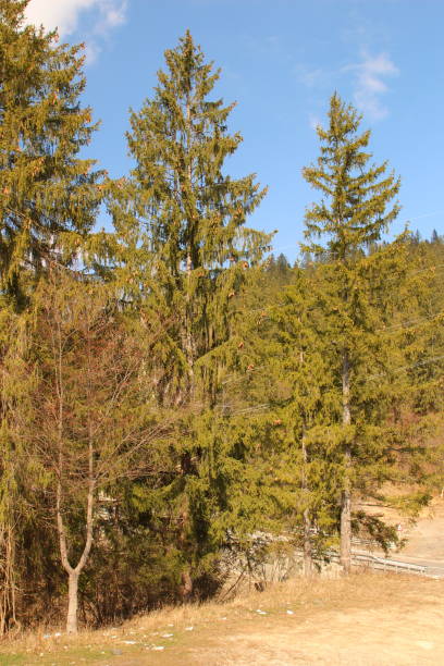 istock A group of trees in a forest 2155753189