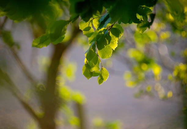 istock May 2024, Nature - Southern Sweden 2155753231