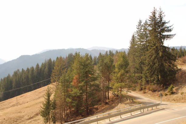 A road with trees and a fence. Tree. Outdoor. Sky. Track. Way