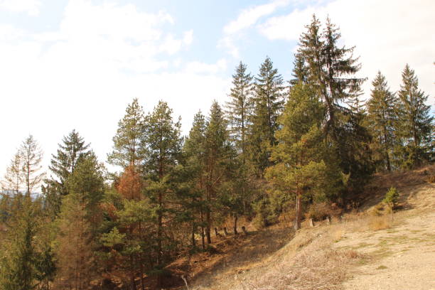 istock A group of trees in a forest 2155753243