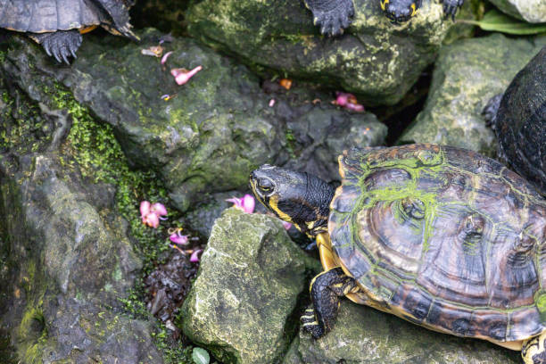 istock A turtle is standing on a rock near some pink flowers 2155753254