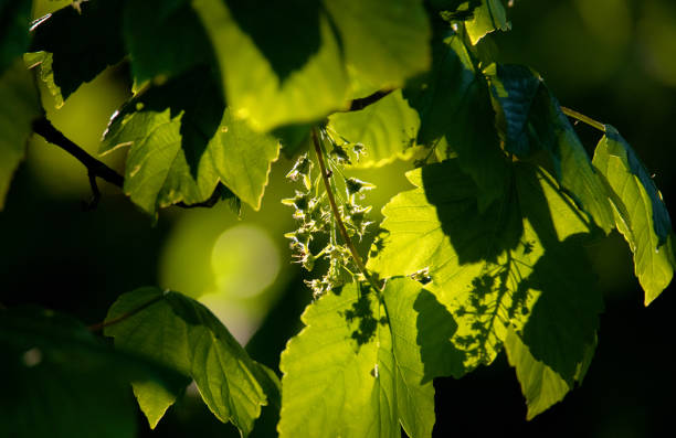Fresh, soft beech leaves growing in woodland during spring.