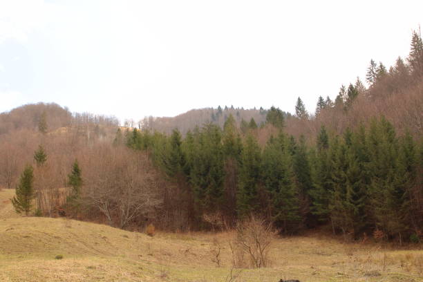 istock A group of trees in a field 2155753365