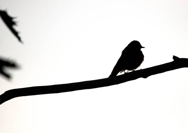 istock May 2024, Nature - Southern Sweden 2155753397
