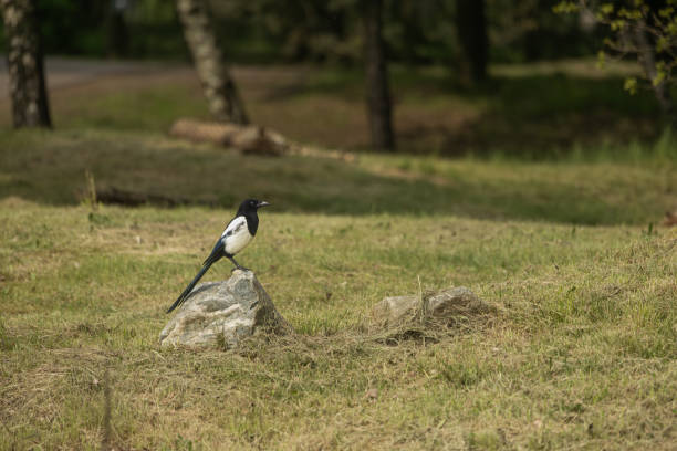 A Eurasian magpie is perched on a rock in a grassy field. The bird is looking to its left