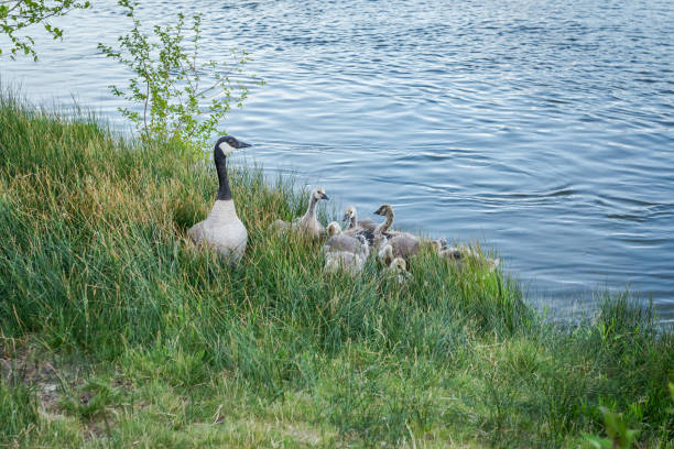 Goose is guarded by young animals coming ashore in river bank