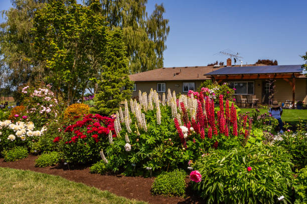 Blooming flowers in the garden in summer