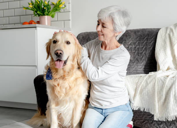 istock Grey-Haired Woman With Golden Retriever 2155754062