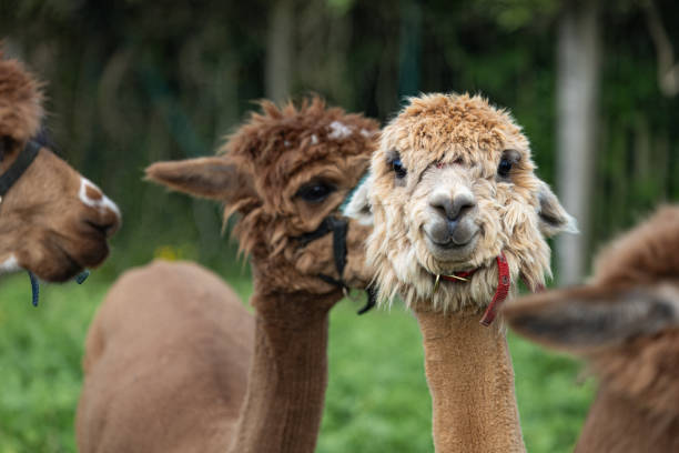 istock Three brown and white llamas are standing in a field 2155754245