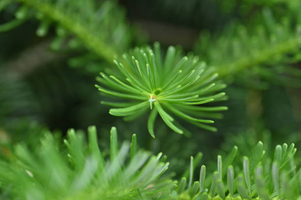 istock macro green branches of a Christmas tree as a background,  short needles of a coniferous tree close-up on a green background, texture of needles of a Christmas tree close-up, blue pine branches 2155754382