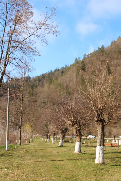 A group of trees in a grassy field