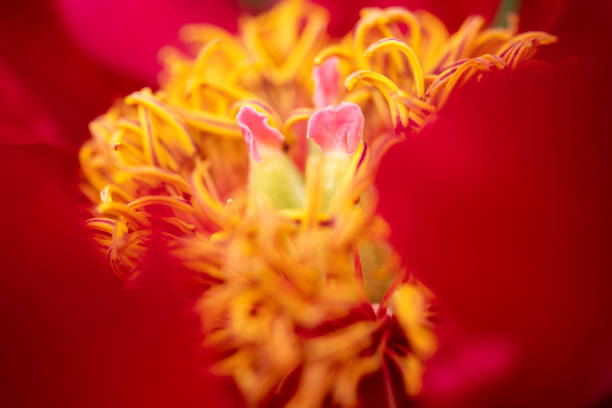Coral tree in bloom at University of Davis California