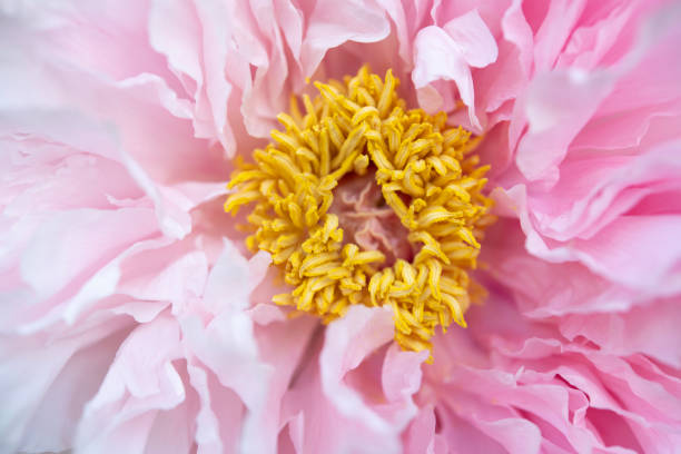 Stamen of pink peony