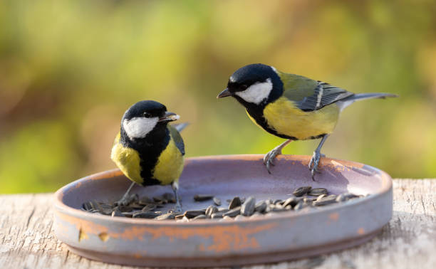 istock Little birds feeding on a bird feeder with sunflower seeds. Great tit 2155756929