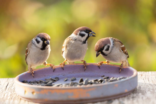 istock Little birds feeding on a bird feeder with sunflower seeds. Sparrow 2155756935