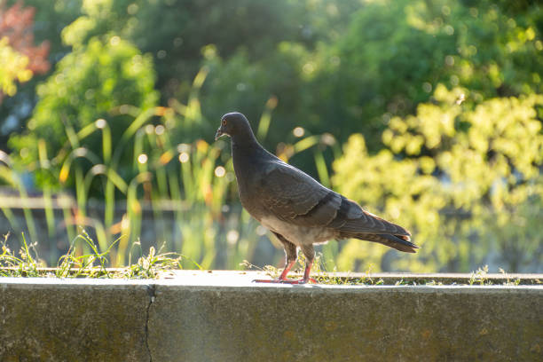 istock Wildlife in urban park 2155757102