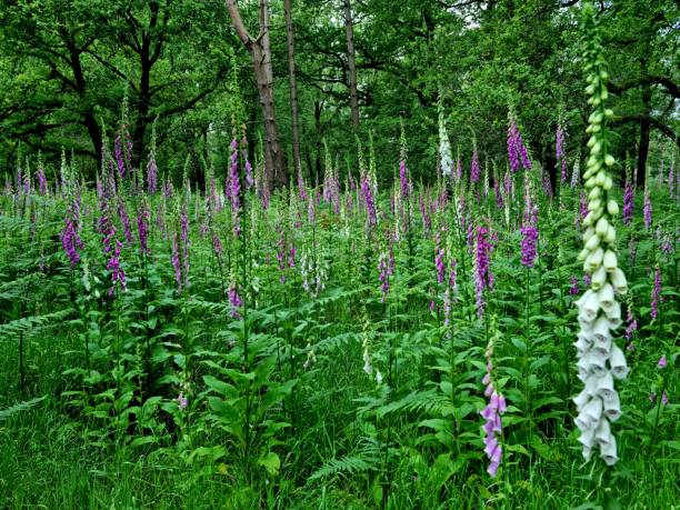 Forest at the veluwe with foxglove and fern