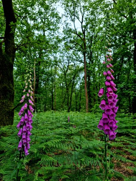 Forest at the veluwe with foxglove and fern
