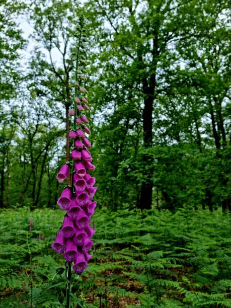 Forest at the veluwe with foxglove and fern